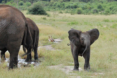 Elephant in Chobe River