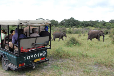 Elephant in Chobe River