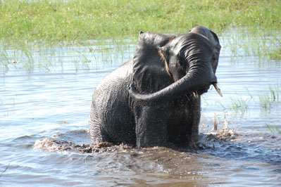 Chobe Boat Cruise