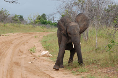 Elephant in Chobe River