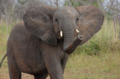 Elephant in Chobe River