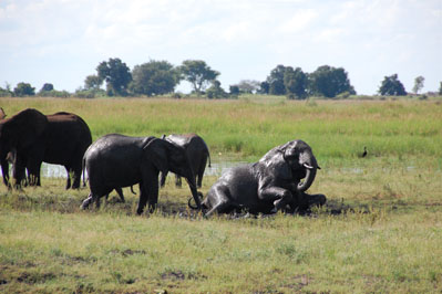 Chobe River