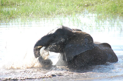 Elephant in Chobe River