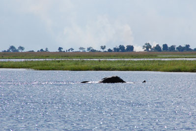 Elephant in Chobe River
