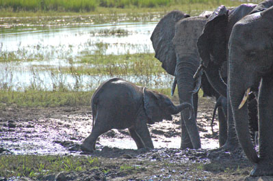 Elephant in Chobe River