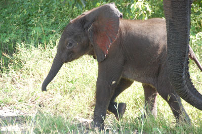 Elephant in Chobe River