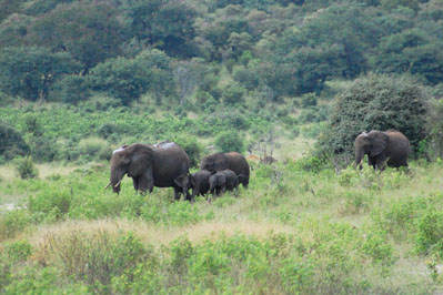 Game Drive