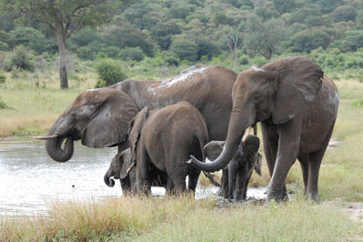 Elephant in Chobe River
