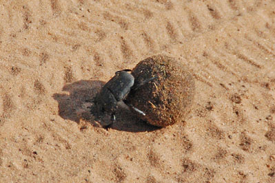 Funkorogashi in Chobe