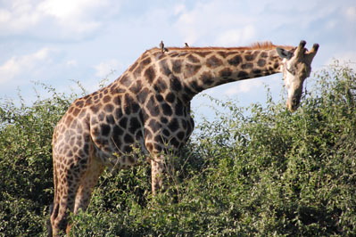 Giraffe in Chobe