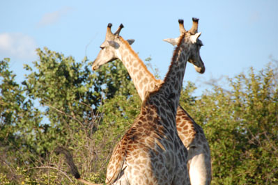 Giraffe in Chobe