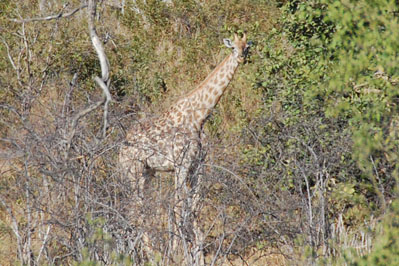 Giraffe in Chobe