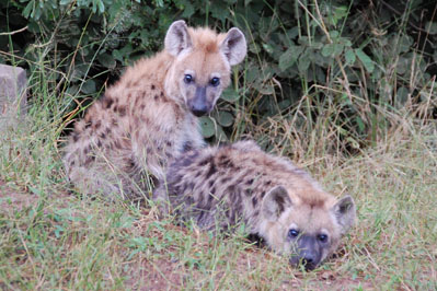 Hyena in Chobe