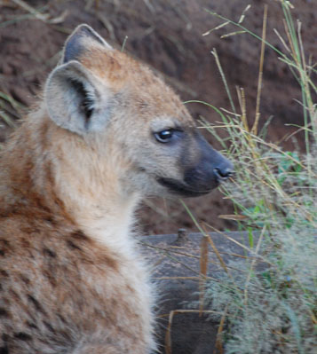 Hyena in Chobe