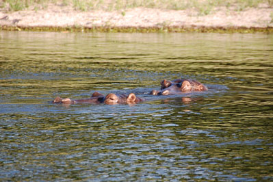 Hippo in Chobe