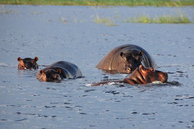 Hippo in Chobe