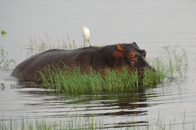 Hippo in Chobe