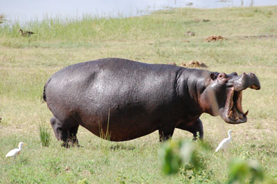 Hippo in Chobe