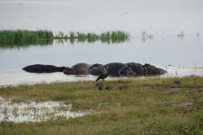 Hippo in Chobe