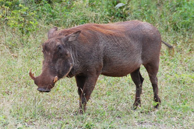 Warthog in Chobe