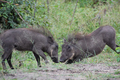 Warthog in Chobe