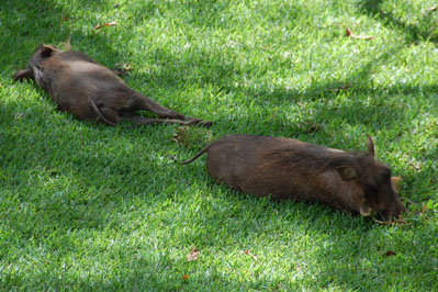 Warthog in Chobe