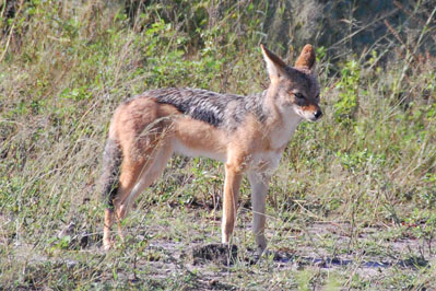 Jackal in Chobe