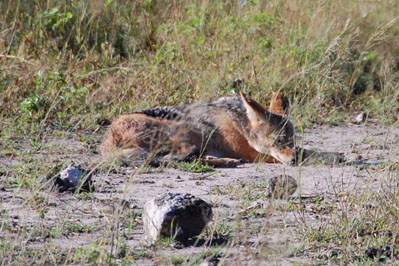 Jackal in Chobe
