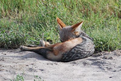 Jackal in Chobe