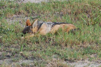 Jackal in Chobe