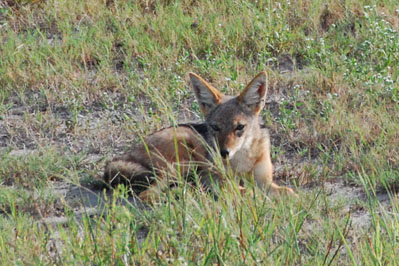 Jackal in Chobe