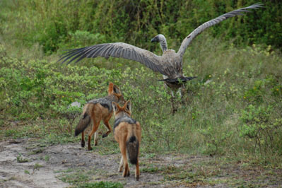 Jackal in Chobe