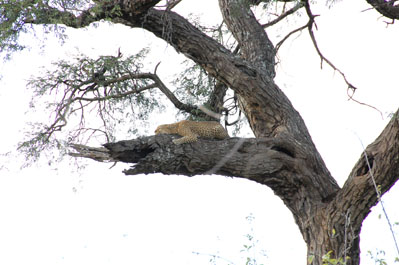 Leopard in Chobe