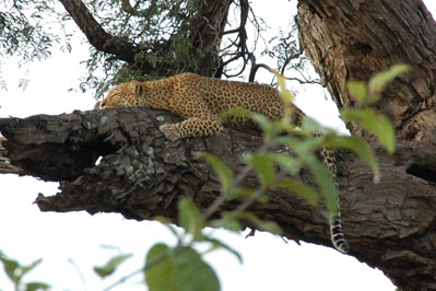 Leopard in Chobe