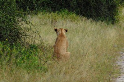 Lion in Chobe