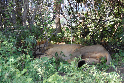 Game Drive