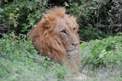 Lion in Chobe
