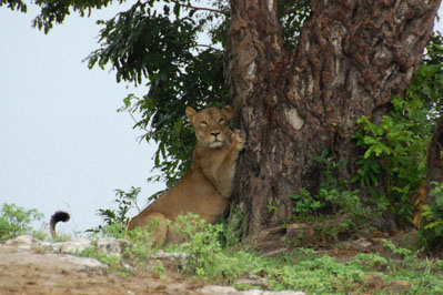 Lion in Chobe