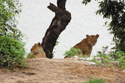Lion in Chobe