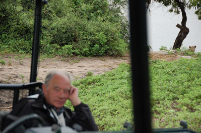 Lion in Chobe