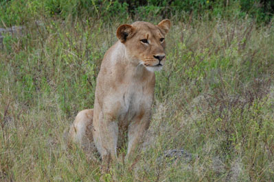 Lion in Chobe