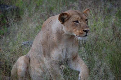 Lion in Chobe
