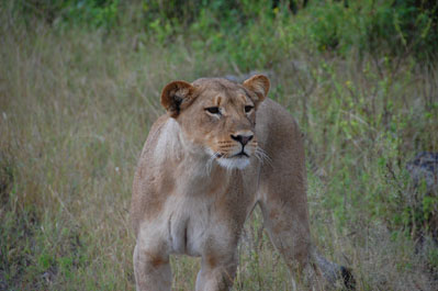 Lion in Chobe