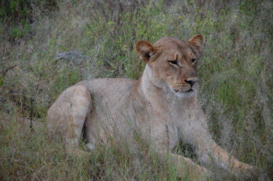 Lion in Chobe