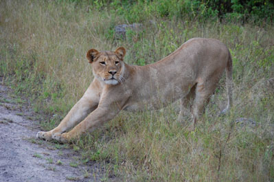 Lion in Chobe