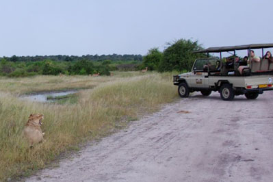 Lion in Chobe