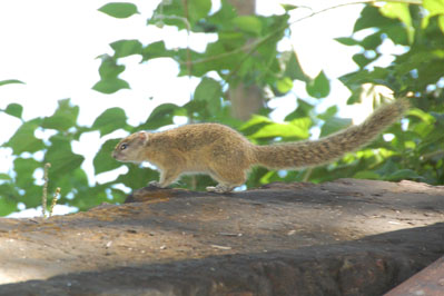 Squirrel in Chobe