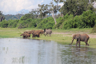 Elephant in Chobe River