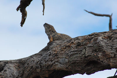 ? in Chobe