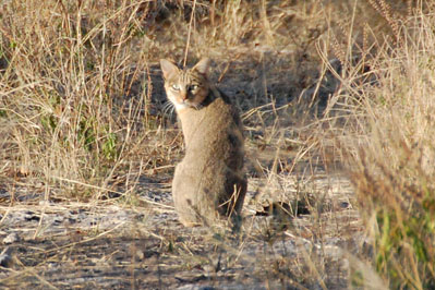 Wildcat in Chobe